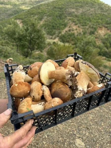 Puke, SHITEN KERPUDHA LISI BIO 10 MILEK TE VJETRA CMIMI PER KILE 10 €