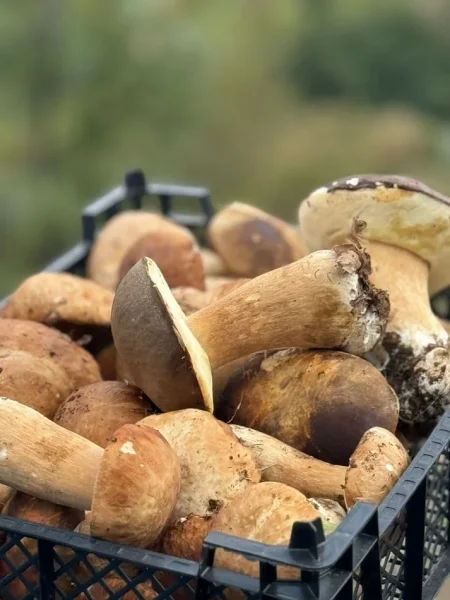 Puke, SHITEN KERPUDHA LISI BIO 10 MILEK TE VJETRA CMIMI PER KILE 10 €