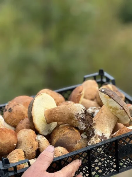 Puke, SHITEN KERPUDHA LISI BIO 10 MILEK TE VJETRA CMIMI PER KILE 10 €