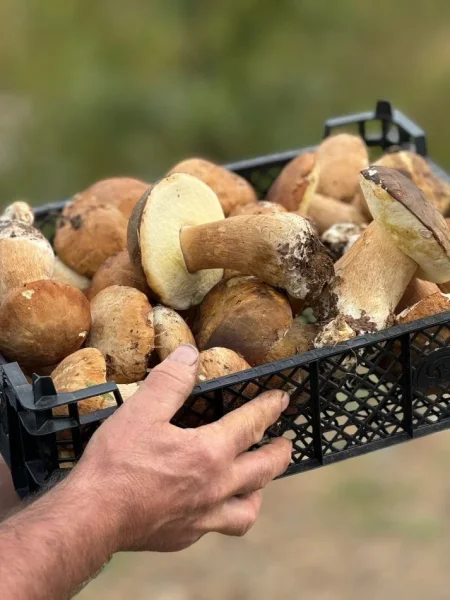 Puke, SHITEN KERPUDHA LISI BIO 10 MILEK TE VJETRA CMIMI PER KILE 10 €