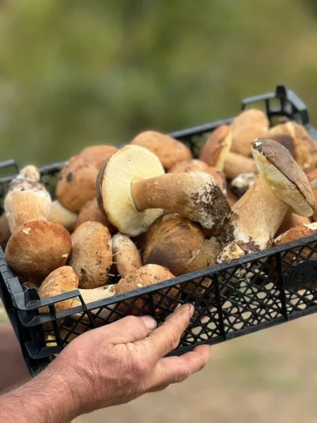 Puke, SHITEN KERPUDHA LISI BIO 10 MILEK TE VJETRA CMIMI PER KILE 10 €