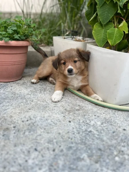 Elbasan, shes Qenusha ne shitje 50 € te dy ose 30 euro nje