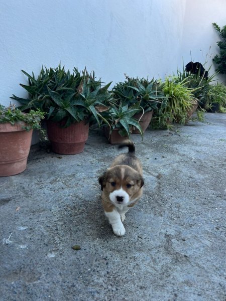 Elbasan, shes Qenusha ne shitje 50 € te dy ose 30 euro nje