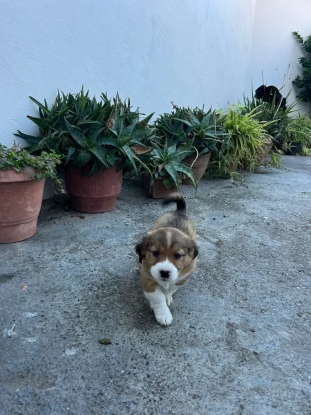 Elbasan, shes Qenusha ne shitje 50 € te dy ose 30 euro nje