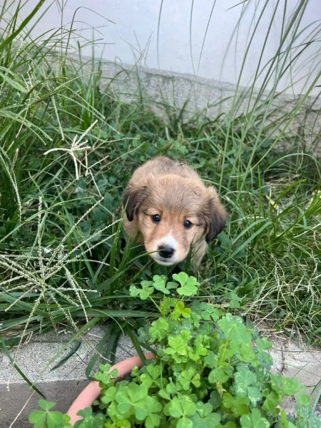 Elbasan, shes Qenusha ne shitje 50 € te dy ose 30 euro nje