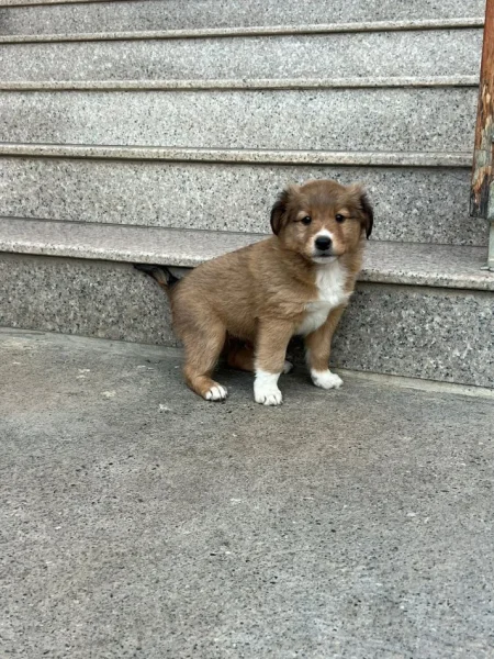 Elbasan, shes Qenusha ne shitje 50 € te dy ose 30 euro nje