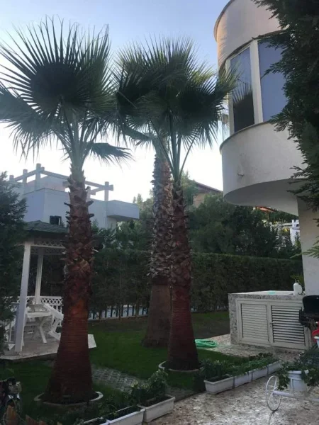 Villa for rent near the sea Durres (Qerret)