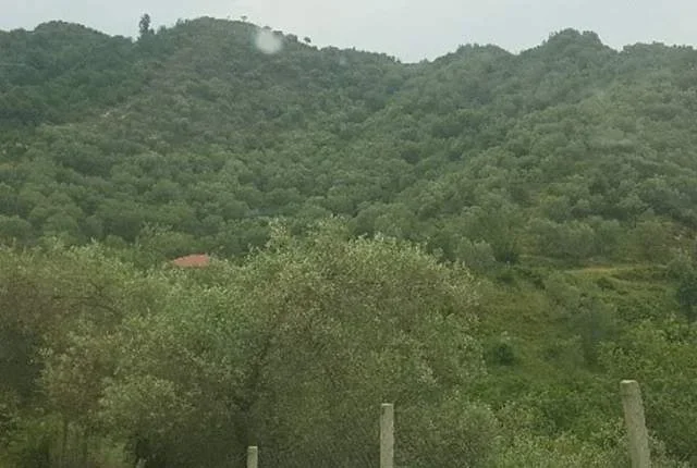 Tirane, Marikaj Shiten 2 Ullishte me siperfaqe totale 16.200 m², Cmimi Fillestar 39.680.000 Leke