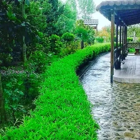 Tirane, shitet bar-resorant Kati 0, 800 m² 400.000 € (Peze e vogel)