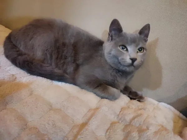 Korce, shes Mace Blue Russian 1.000 €