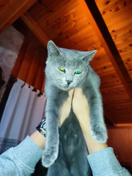 Korce, shes Mace Blue Russian 1.000 €