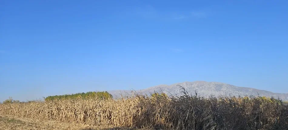 Korce, shes Miser Vendi 30T+ 27 €