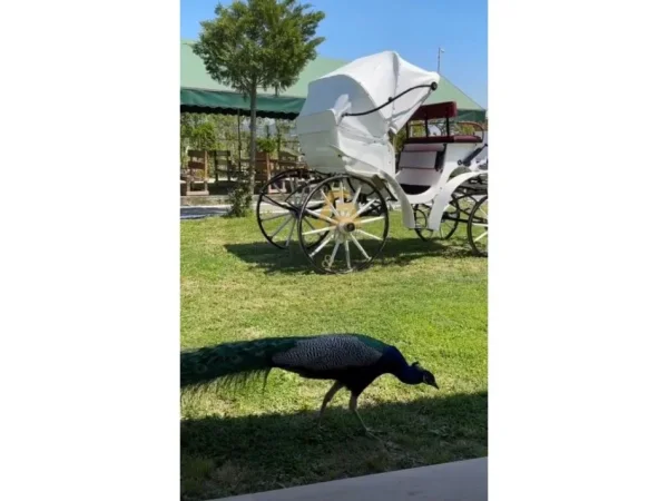 Gjiri Lalezit | Hamallaj, jepet me qera bar-resorant Kati 0, 600 m² 1.000 € (Gjiri i Lalzit)