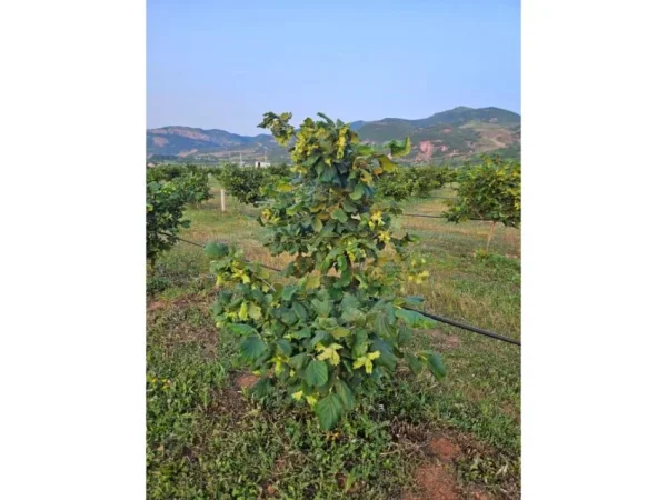 Korce, shitet toke , 30.000 m² 300.000 € (Km 3 Korcë - Bilisht)