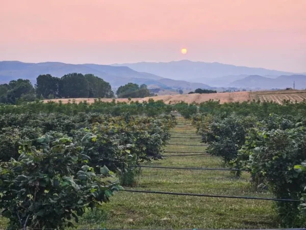 Korce, shitet toke , 30.000 m² 300.000 € (Km 3 Korcë - Bilisht)