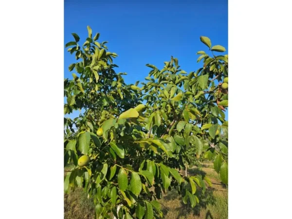 Korce, shitet toke , 30.000 m² 300.000 € (Km 3 Korcë - Bilisht)