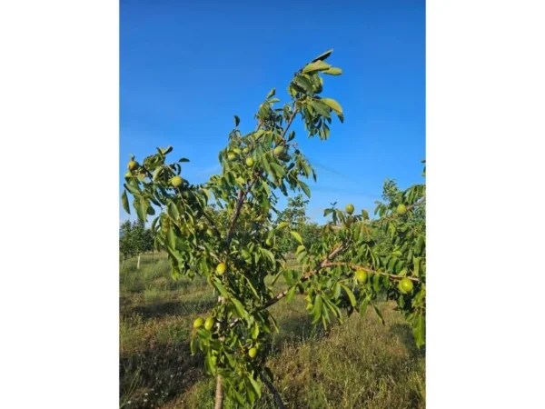 Korce, shitet toke , 30.000 m² 300.000 € (Km 3 Korcë - Bilisht)