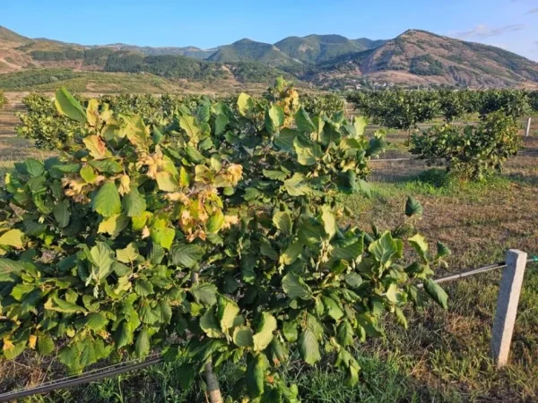 Korce, shitet toke , 30.000 m² 300.000 € (Km 3 Korcë - Bilisht)