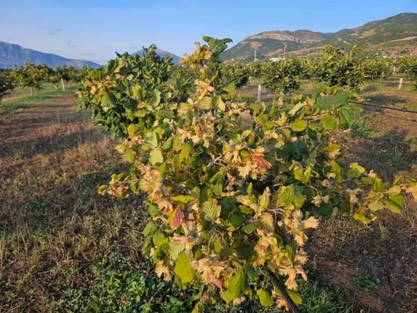 Korce, shitet toke , 30.000 m² 300.000 € (Km 3 Korcë - Bilisht)