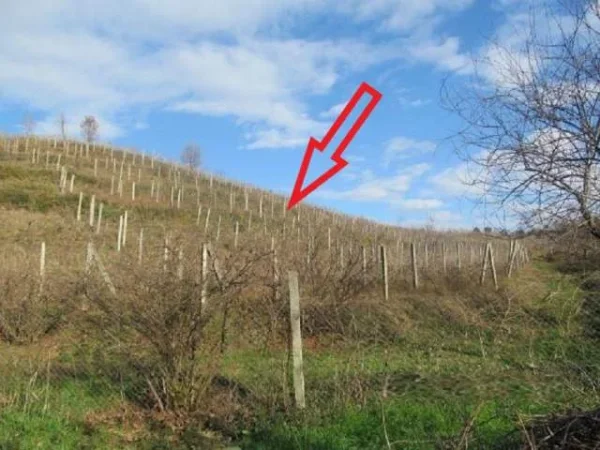 Shitet Toke Are 8.700 m², Cmimi Reference 1,000,000 Leke (Mamurras, Kurbin)