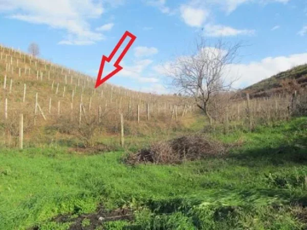 Shitet Toke Are 8.700 m², Cmimi Reference 1,000,000 Leke (Mamurras, Kurbin)