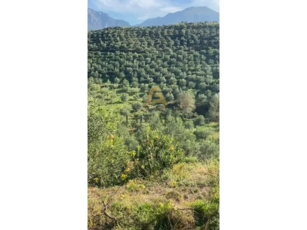 Tirane, shitet toke , 41.000 m² 385.000 € (Liqeni i Cerkezes)