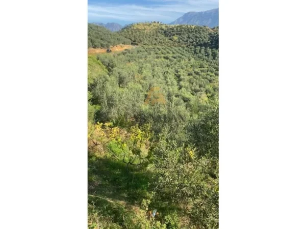 Tirane, shitet toke , 41.000 m² 385.000 € (Liqeni i Cerkezes)