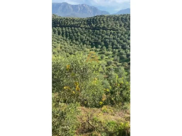 Tirane, shitet toke , 41.000 m² 385.000 € (Liqeni i Cerkezes)