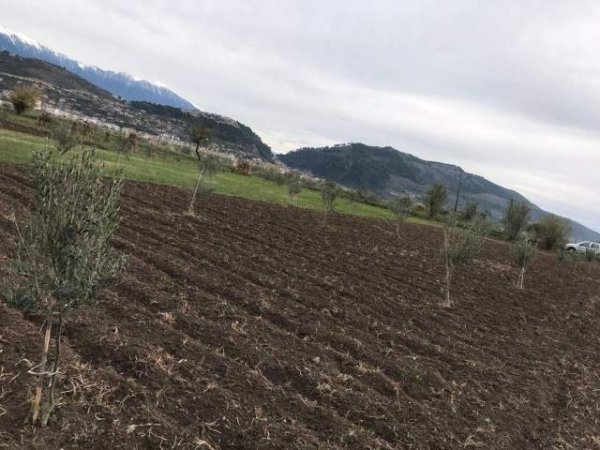 Berat - toke ne shitje 20.000 €