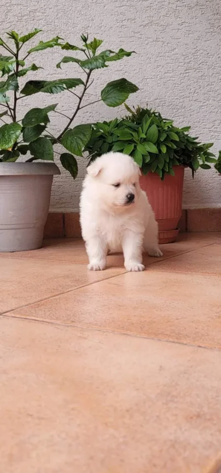 Shitet Qen MiniSpice