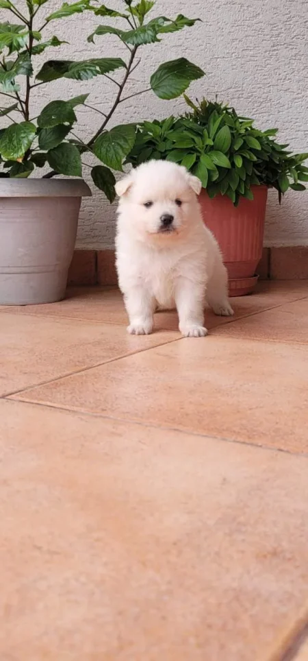 Shitet Qen MiniSpice