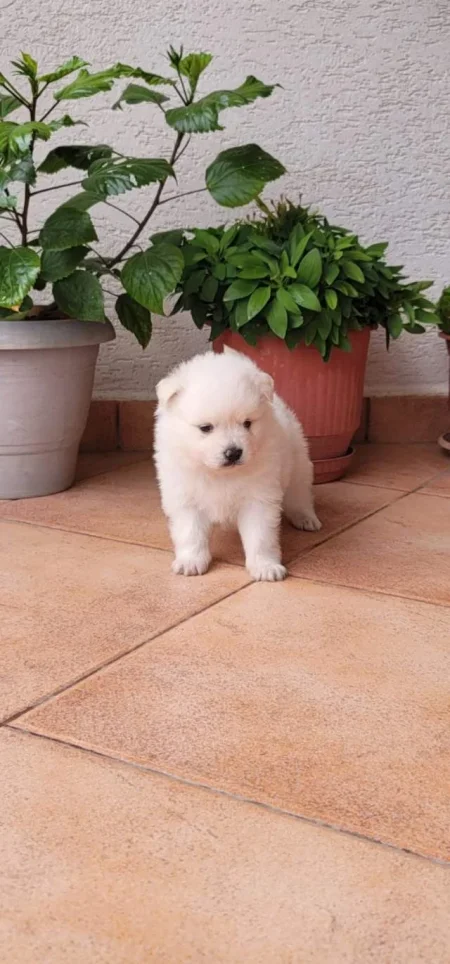 Shitet Qen MiniSpice