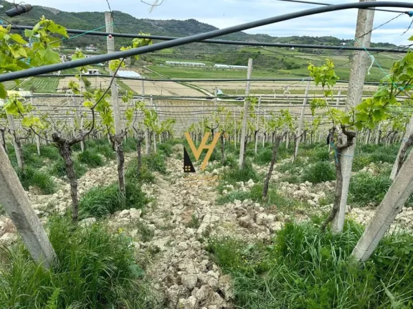 Kavaje, shitet toke , 7.000 m² 90.000 € (KAVAJE)