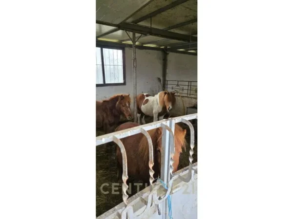 Tirane, shes ambjent biznesi Kati 3, 16.000 m² 2.000.000 € 