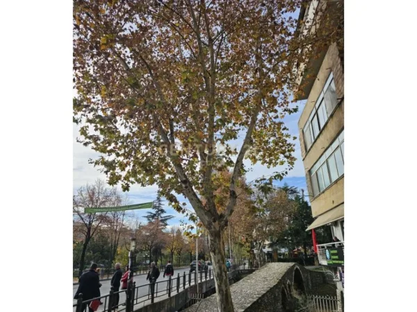 Tirane, shitet ambjent biznesi Kati 0, 53 m² 33.000 € (ura e tabakeve)