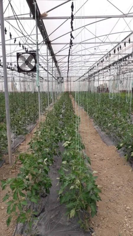 Fushe Preze, jepet me qera/shitet sere izraelite + toke 7000 m2 (Fushe preze ahmetaq) Fushe Preze, greenhouse for rent/sale + land 7000 m2 (Preze Ahmetaq field)