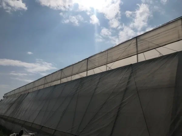 Fushe Preze, jepet me qera/shitet sere izraelite + toke 7000 m2 (Fushe preze ahmetaq) Fushe Preze, greenhouse for rent/sale + land 7000 m2 (Preze Ahmetaq field)