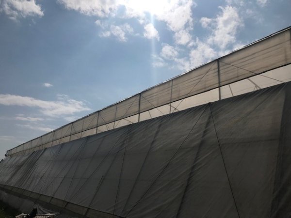 Fushe Preze, jepet me qera/shitet sere izraelite + toke 7000 m2 (Fushe preze ahmetaq) Fushe Preze, greenhouse for rent/sale + land 7000 m2 (Preze Ahmetaq field)