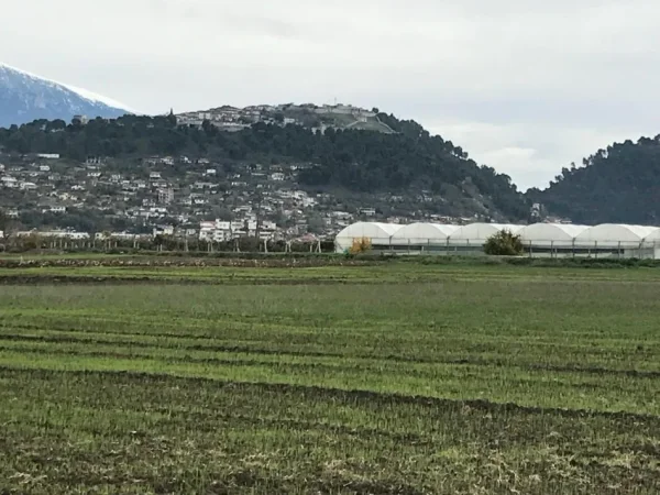 Berat, shitet toke , 8.000 m² 