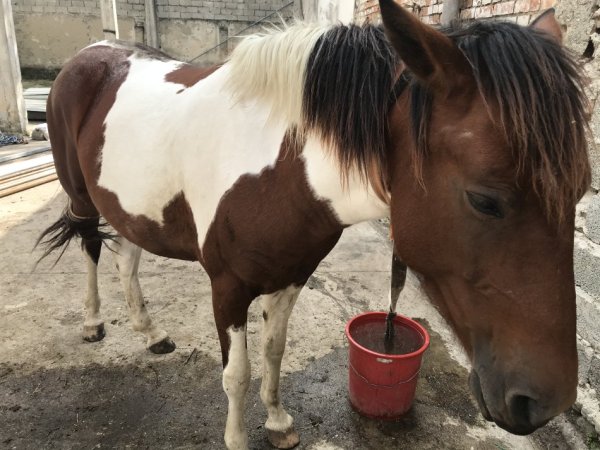 Tirane,shes Kale (pelë),5-vjece; plus 1 mëz femër me lara i lindur në 12 Shkurt 2025, 6.000 €;