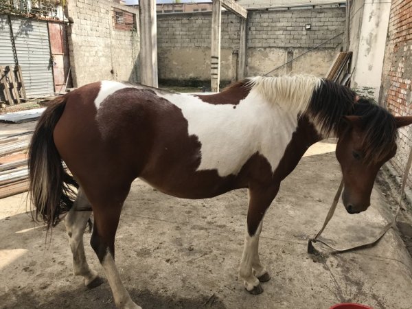 Tirane,shes Kale (pelë),5-vjece; plus 1 mëz femër me lara i lindur në 12 Shkurt 2025, 6.000 €;