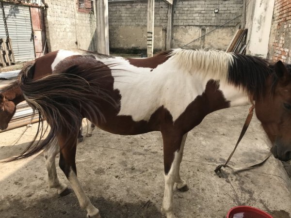 Tirane,shes Kale (pelë),5-vjece; plus 1 mëz femër me lara i lindur në 12 Shkurt 2025, 6.000 €;