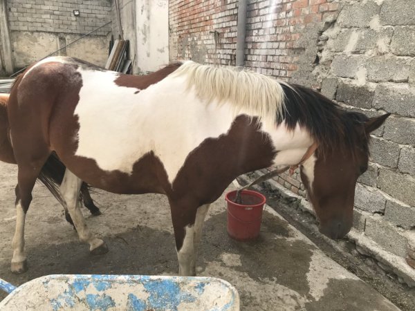 Tirane,shes Kale (pelë),5-vjece; plus 1 mëz femër me lara i lindur në 12 Shkurt 2025, 6.000 €;