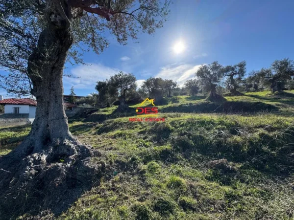 Vlore, shitet toke , 1.300 m² 52.000 € (Panaja, Vlorë)