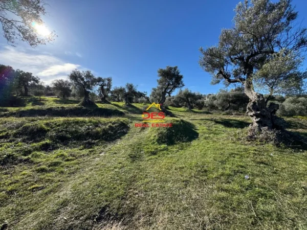 Vlore, shitet toke , 1.300 m² 52.000 € (Panaja, Vlorë)