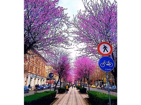 Tirane, jap me qera ambjent biznesi , 265 m² 10.000 € (Rruga e Kavajës)