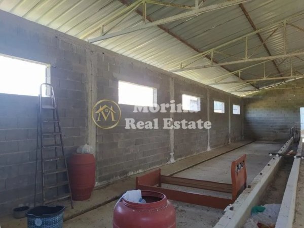 Tirane, jepet me qera ambjent biznesi Kati 0, 350 m² 400 € (Zall-Herr)