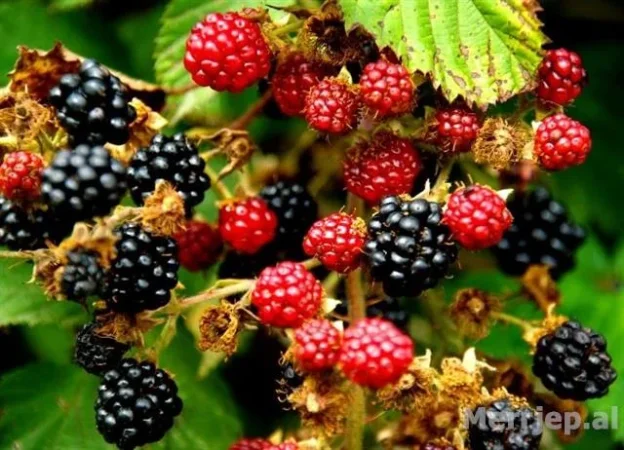 Tirane, shes Raki Manaferre e eger, thane