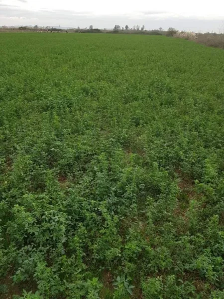 SHITET TOKE  BUZE AUTOSTRADES  TR-DR ne Vore  45.000 m2  me 80 euro/m2 Euro (AUTOSTRADA TIRANE-DURRES)