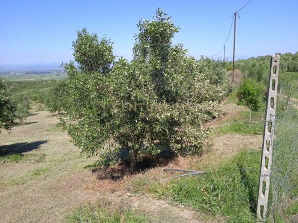 Tirane, toke , 14.000 m² 168.000 €